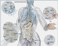 Bacterias en el cuerpo humano
