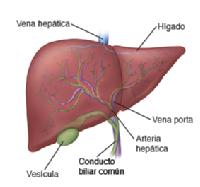 Imagen que muestra la anatomía del hígado
