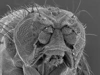 En la imagen se ve la cabeza de una avispa ampliada gracias a un microscopio electrónico
