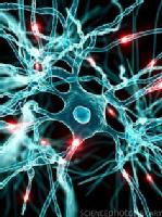 imagen de neuronas 