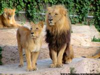 Se pueden apreciar las diferencias físicas entre un león macho y una hembra.