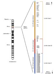 Cromosoma con alrededor de 2000 genes en su alrededor 