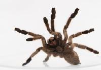 Descubriendo las claves del dolor en las toxinas de las arañas