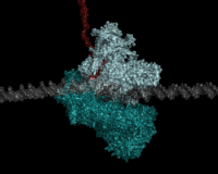 La enzima gigante que sintetiza ribosomas