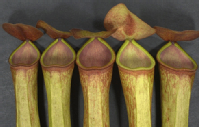 Plantas carnívoras fluorescentes