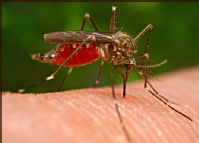 Mosquitos transgénicos contra la malaria