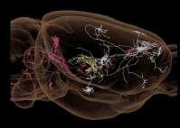 Un mapa 3D del cerebro del ratón