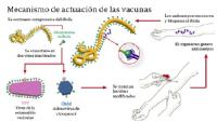Los genes de virulencia de los virus