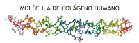 Molécula del colágeno
