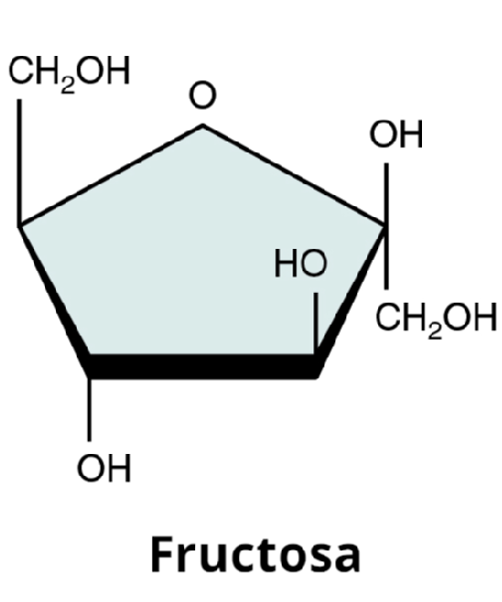 Representation of a molecule of fructose