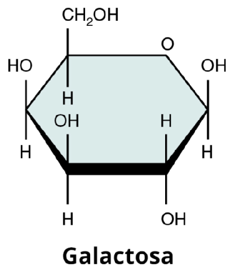 Representation of a molecule of galactose