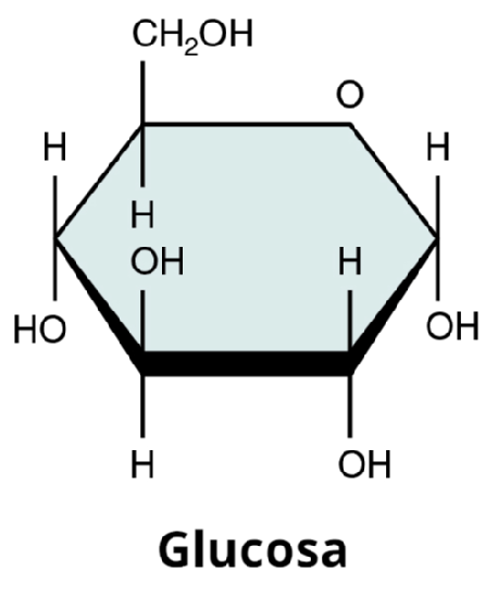 Representation of a molecule of glucose forming a ring