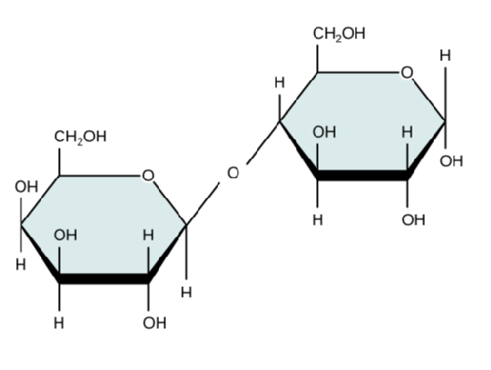 Representation of a molecule of lactose