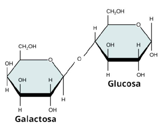 Representation of a molecule of lactose: a disaccharide made of glucose and galactose
