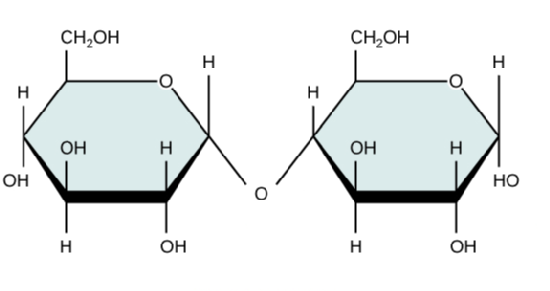 Representation of a molecule of maltose