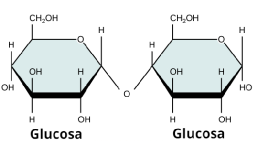 Representation of a maltose molecule: a disaccharide formed by two glucose molecules