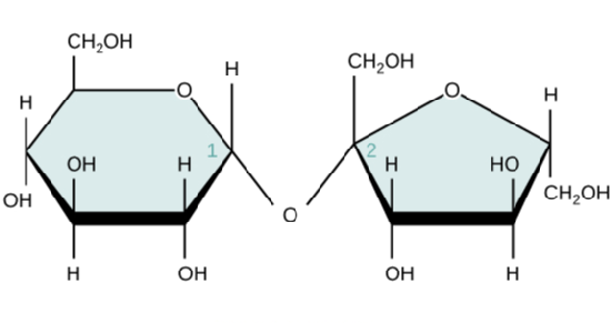 Representation of a molecule of sucrose