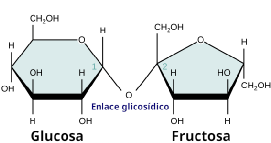 A representation of a molecule of sucrose: a dissacharide made of glucose and fructose