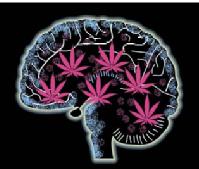 drogas y cerebro