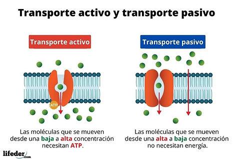 Transporte activo secundario o contra soporte.Es el transporte de sustancias muy concentradas en el interior celular como los aminoácidos y la glucosa.