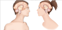 cerebro masculino y femenino