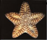 Imagen de un fósil pentacrinus