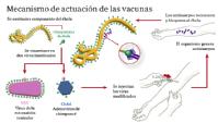 La extracción de los componentes (genes virulentes) que inmunizan el organismo.