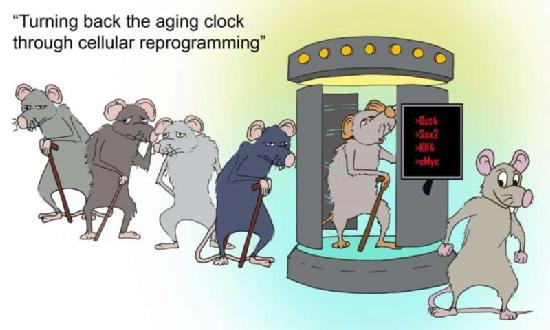 El envejecimiento cerebral puede ser revertido mediante la reprogramación celular. Se ha probado primero en ratones modificados genéticamente. Este experimento ha sido llevado acabo de una manera eficaz, haciendo posible el rejuvenecimiento cerebral en los ratones, como si se pudiera volver atrás en el tiempo.