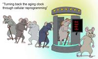 El envejecimiento cerebral puede ser revertido mediante la reprogramación celular.