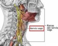 Foto del nervio vago y sus ramificaciones.