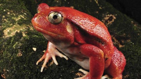 Biólogos españoles y alemanes encuentran dos nuevas especies de ranas en la montaña más alta de Madagascar