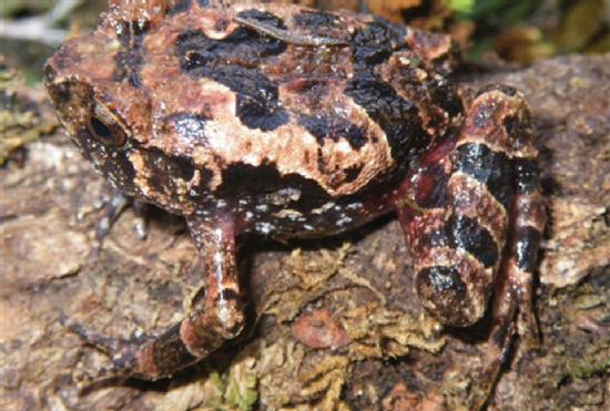 Biólogos españoles y alemanes encuentran dos nuevas especies de ranas en la montaña más alta de Madagascar