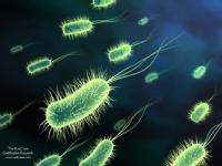 Las bacterias aunque sean tan pequeñas son fundamentales para la naturaleza y para nosotros mismos.