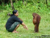 Orangután enfadado