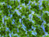Imagen de una célula vegetal con cloroplastos.