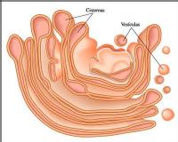 Endomembrans