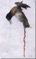Se observa que los patos tienen el pene muy bien desarrollado.