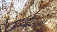 Pelos de un mamífero de 100 millones de años