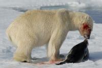 Oso polar alimentándose de carne.