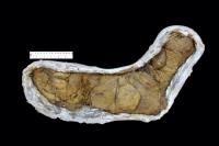 coprolito de un Tyrannosaurus rex , la hece fosilizada mas grande del mundo.